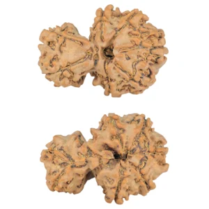 7 MK Gaurishankar 31.1mm 4.91gm - Rudraksha