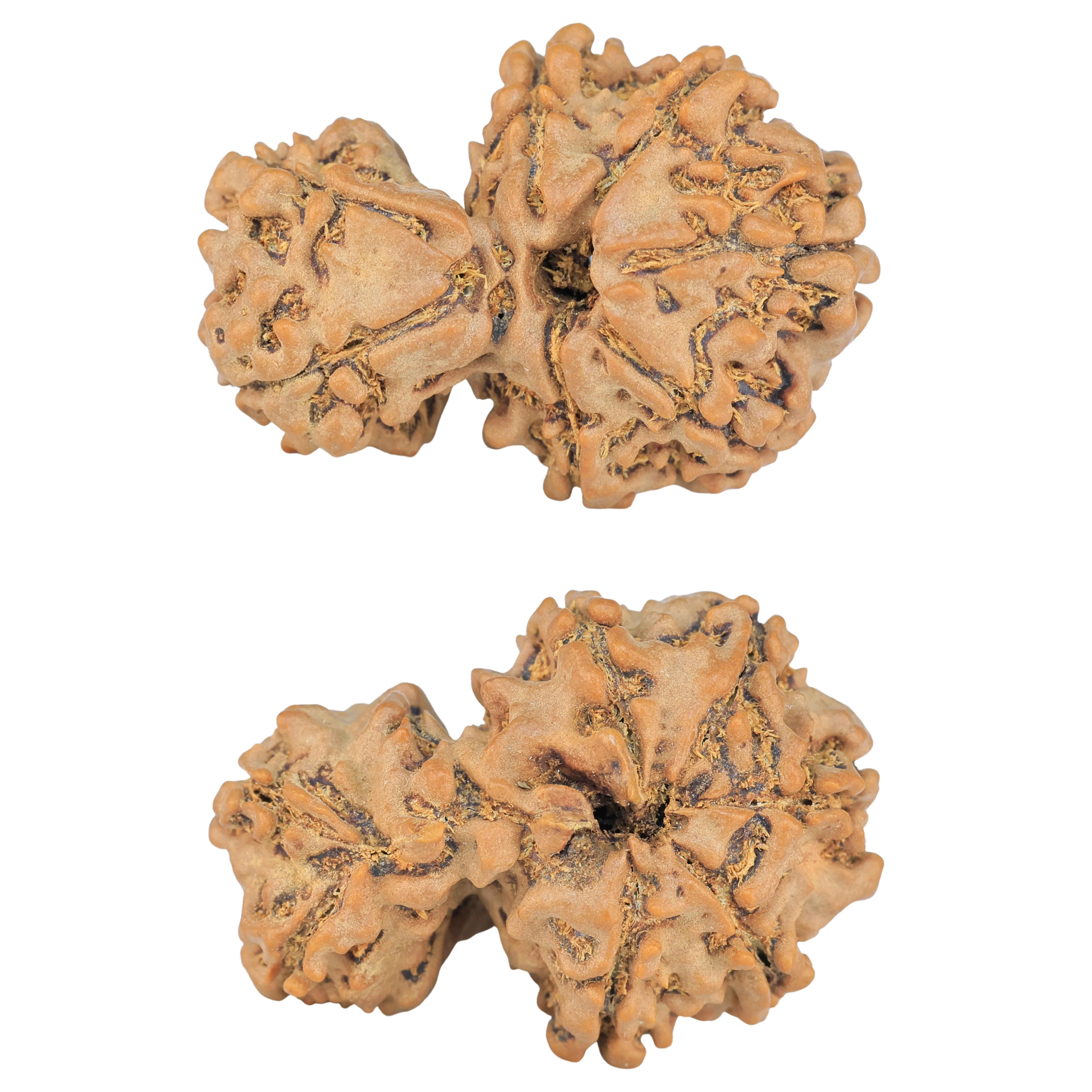 7 MK Gaurishankar 31.1mm 4.91gm - Rudraksha