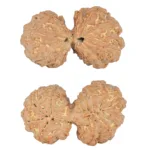 11 MK Gaurishankar 40.6mm 9.22gm - Rudraksha