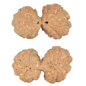 11 MK Gaurishankar 40.6mm 9.22gm - Rudraksha