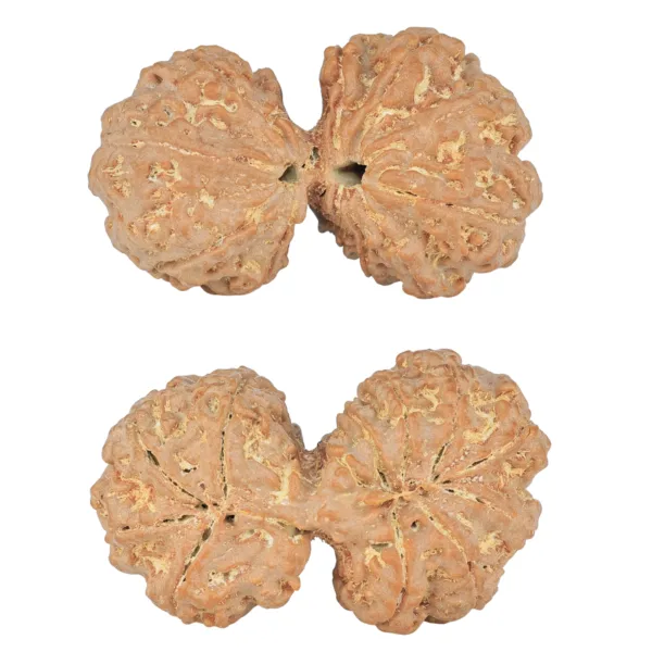 11 MK Gaurishankar 40.6mm 9.22gm - Rudraksha