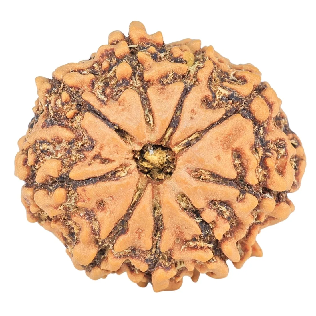 9 Mukhi Rudraksha 22.2mm 3gm - Rudraksha