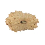 17 Mukhi Rudraksha 18.9mm 0.93gm - Rudraksha