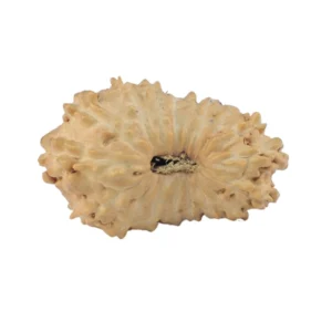 17 Mukhi Rudraksha 18.9mm 0.93gm - Rudraksha