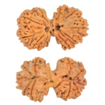 11 MK Gaurishankar 36.5mm 7.37gm - Rudraksha