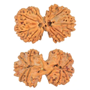 11 MK Gaurishankar 36.5mm 7.37gm - Rudraksha