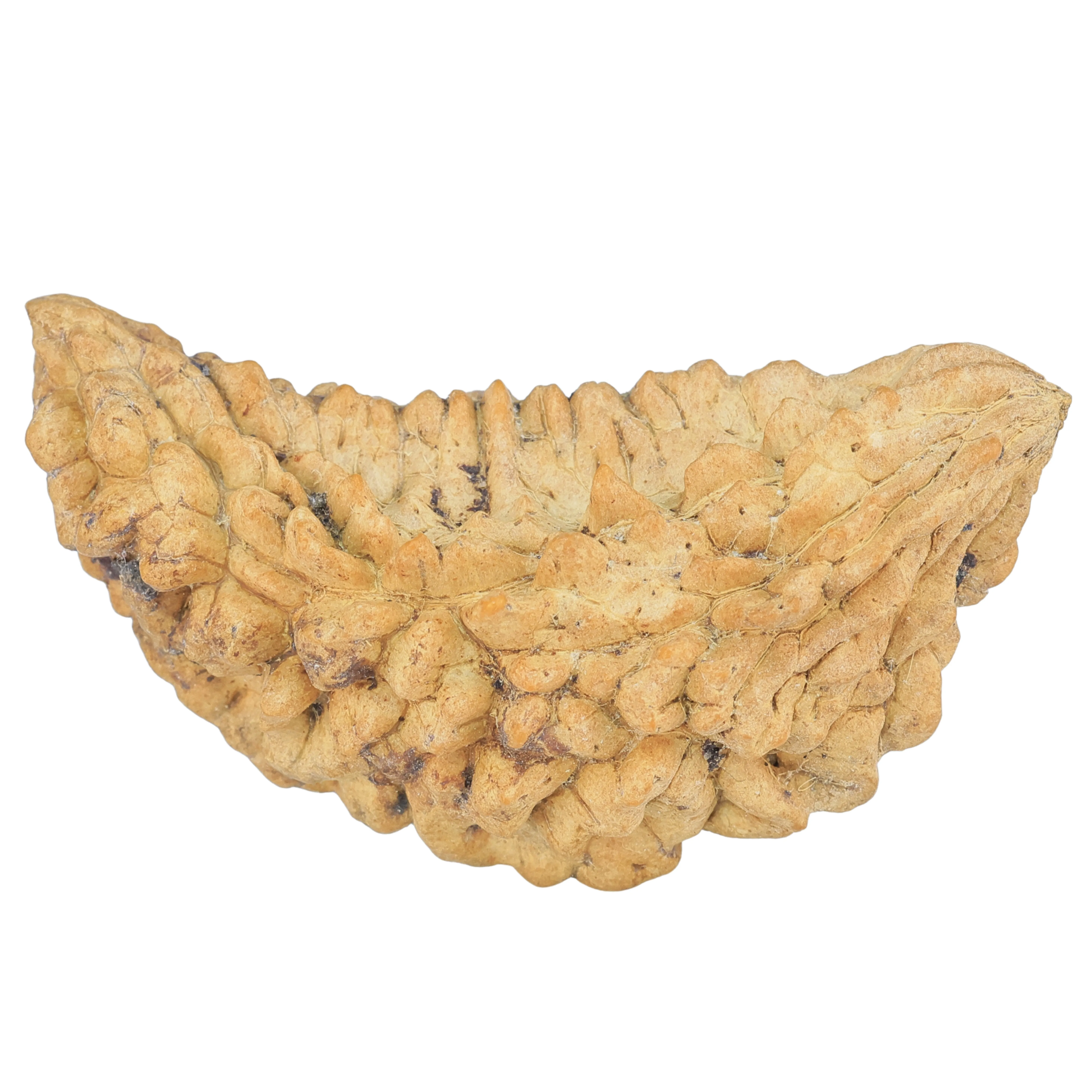 1 Mukhi Rudraksha 48.6mm 6.69gm - Rudraksha