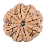 8 Mukhi Rudraksha 32.3mm 9.51gm - Rudraksha