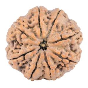 8 Mukhi Rudraksha 32.3mm 9.51gm - Rudraksha