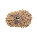 17 Mukhi Rudraksha 17.5mm 1.06gm - Rudraksha