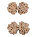 9 MK Gaurishankar 41.1mm 9.62gm - Rudraksha