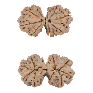 9 MK Gaurishankar 41.1mm 9.62gm - Rudraksha