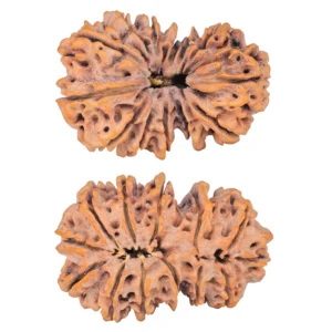13 MK Gaurishankar 41mm 9.99gm - Rudraksha