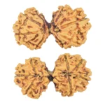 7 MK Gaurishankar 33mm 3.54gm - Rudraksha