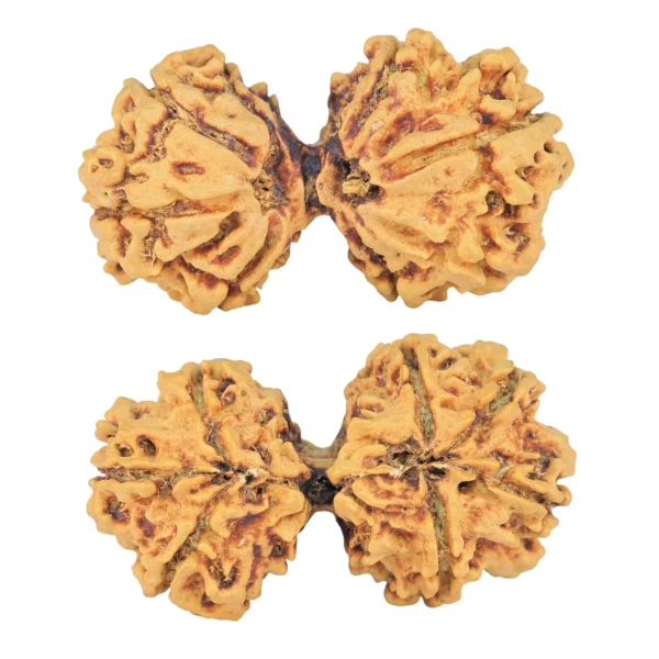 7 MK Gaurishankar 33mm 3.54gm - Rudraksha