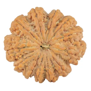 12 Mukhi Rudraksha 31mm 7.24gm - Rudraksha