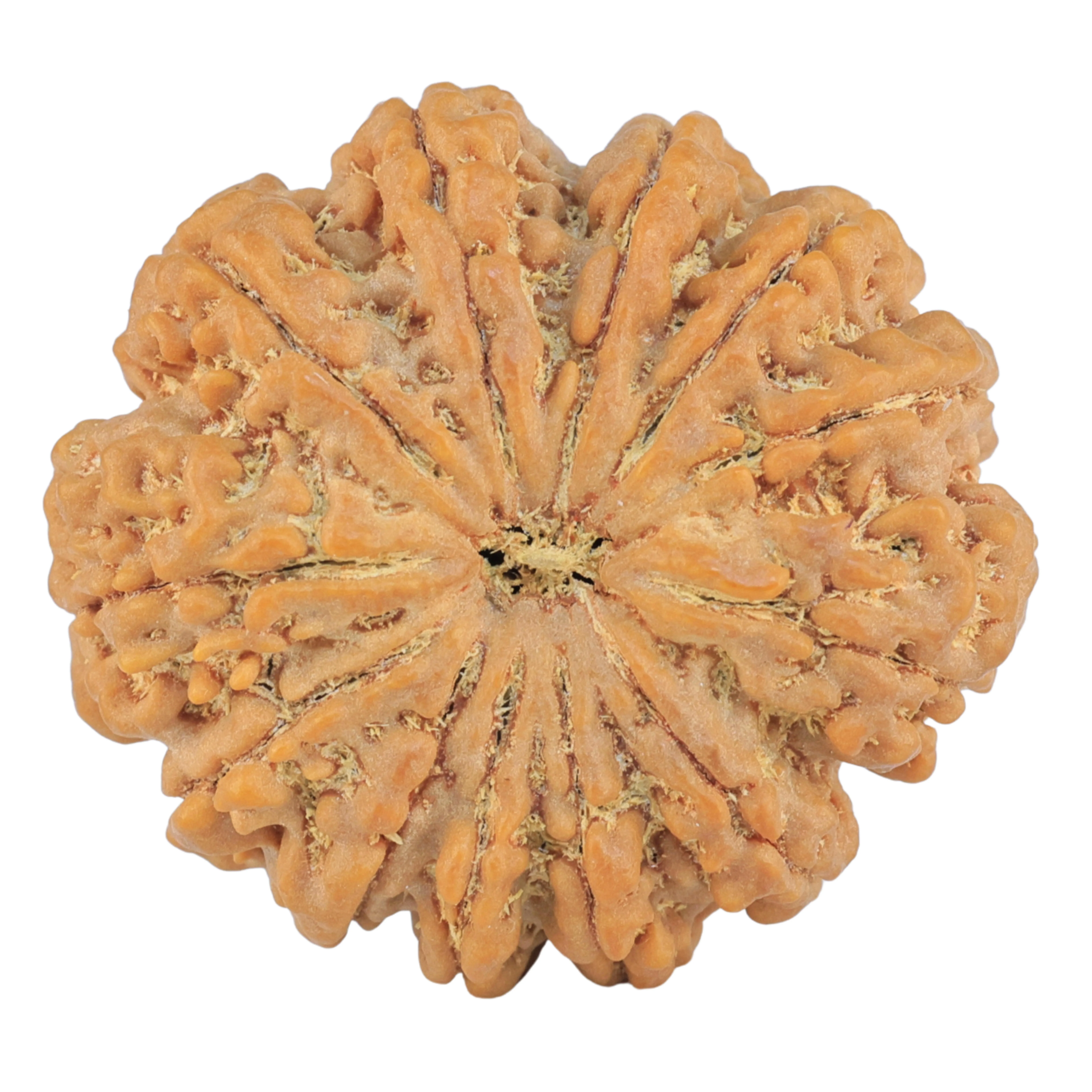12 Mukhi Rudraksha 31mm 7.24gm - Rudraksha
