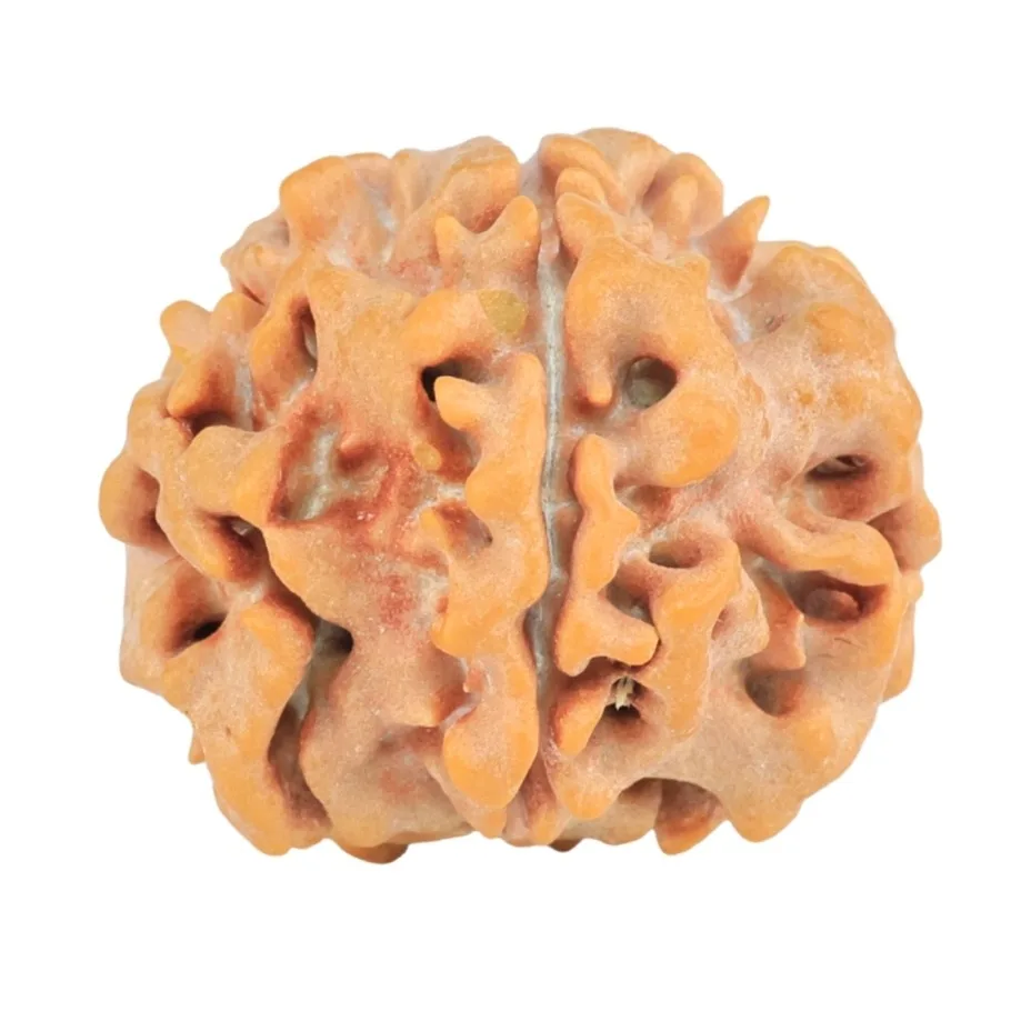 1MK(Underdeveloped) 21.6mm 3.31gm - Rudraksha