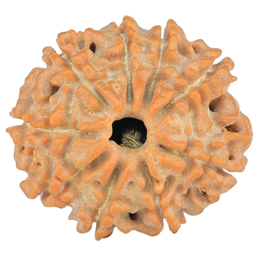 9 Mukhi Rudraksha 18.9mm 2gm - Rudraksha