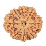 8 Mukhi Rudraksha 24.5mm 4.65gm - Rudraksha