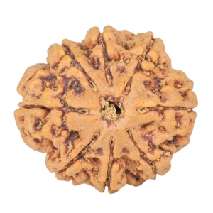 8 Mukhi Rudraksha 24.5mm 4.65gm - Rudraksha