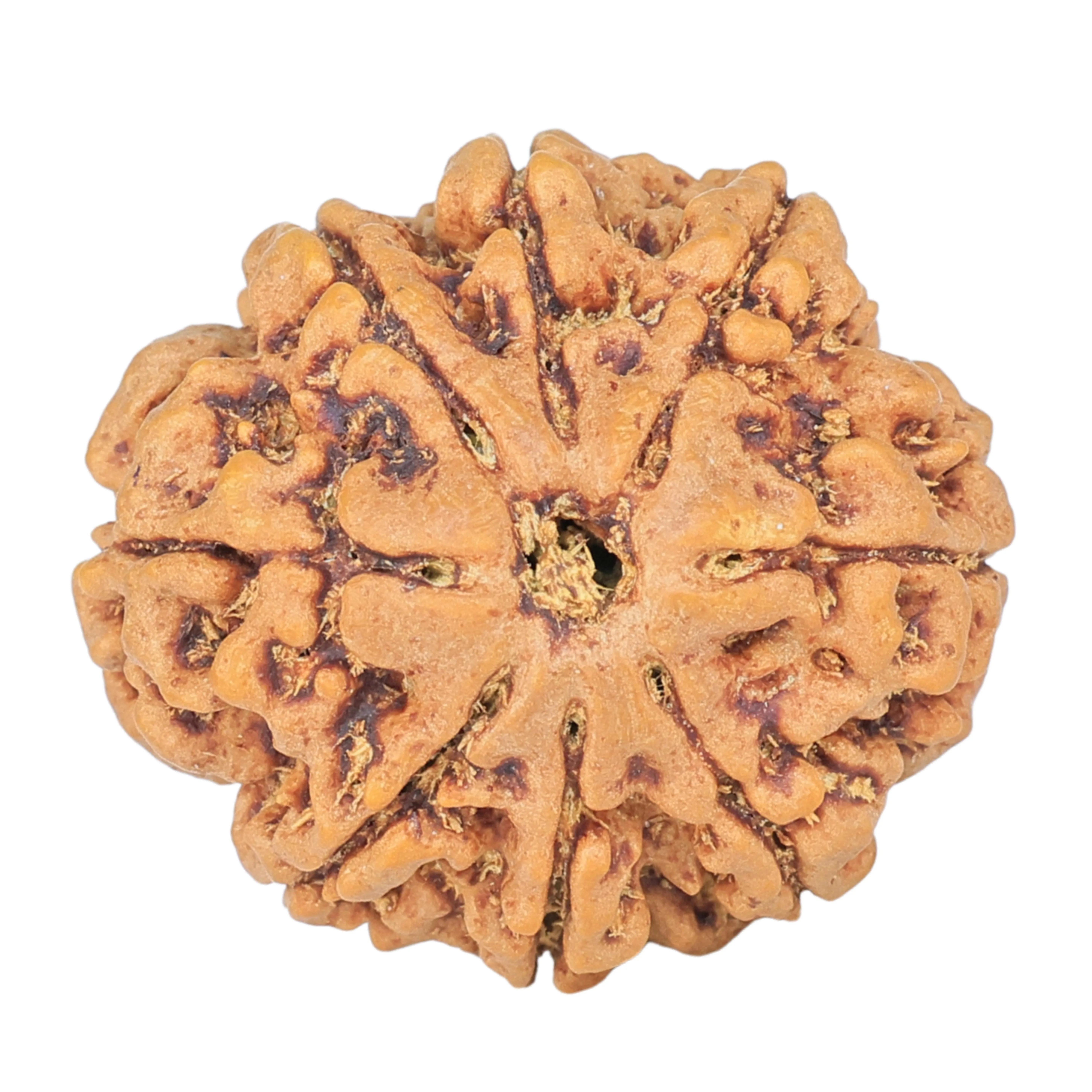8 Mukhi Rudraksha 24.5mm 4.65gm - Rudraksha