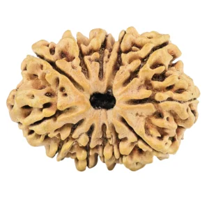 12 Mukhi Rudraksha 32.3mm 4.11gm - Rudraksha