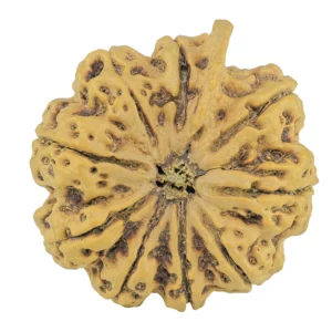 10 Mukhi Ganesh 33.6mm 10gm - Rudraksha