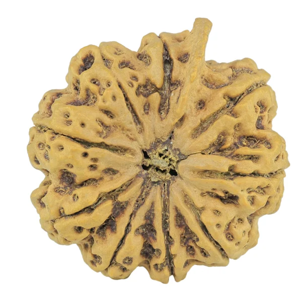 10 Mukhi Ganesh 33.6mm 10gm - Rudraksha