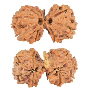 10 Mukhi G.S & Ganesh 31.3mm 4.54gm - Rudraksha