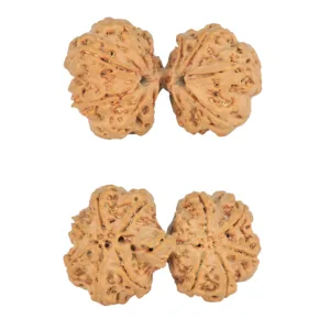 11 MK Gaurishankar 40.5mm 9.07gm - Rudraksha