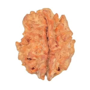 1 Mukhi Rudraksha 18.7mm 1.67gm - Rudraksha