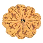 8 Mukhi Rudraksha 25.3mm 3.68gm - Rudraksha