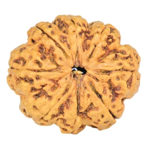 8 Mukhi Rudraksha 25.3mm 3.68gm - Rudraksha