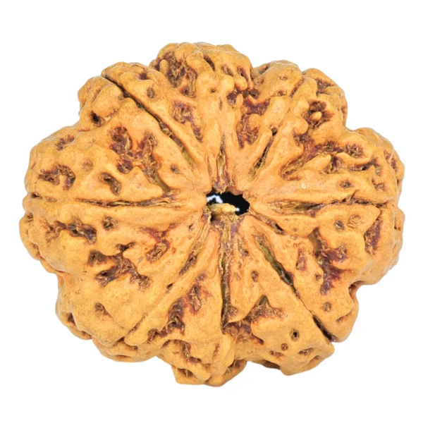 8 Mukhi Rudraksha 25.3mm 3.68gm - Rudraksha