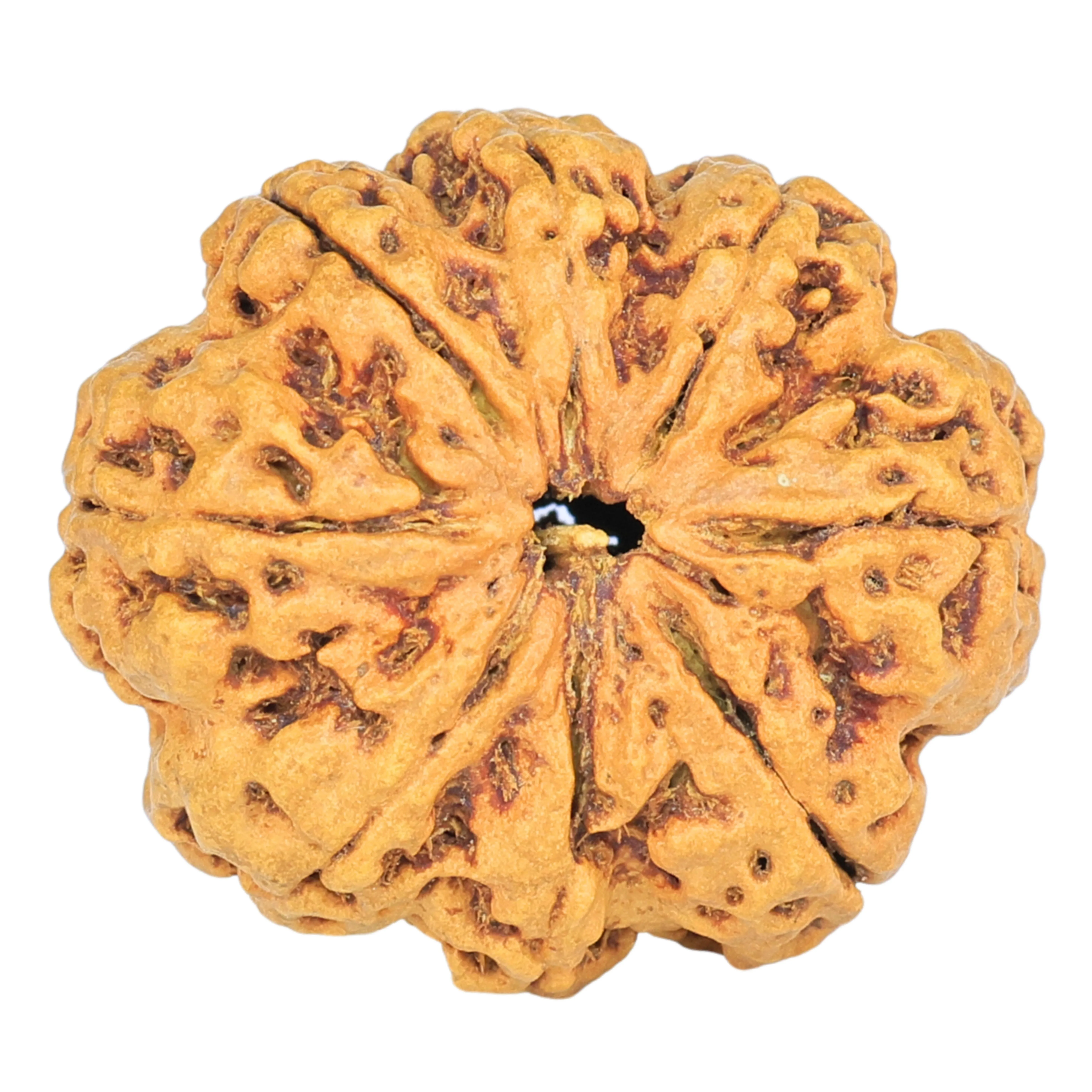 8 Mukhi Rudraksha 25.3mm 3.68gm - Rudraksha