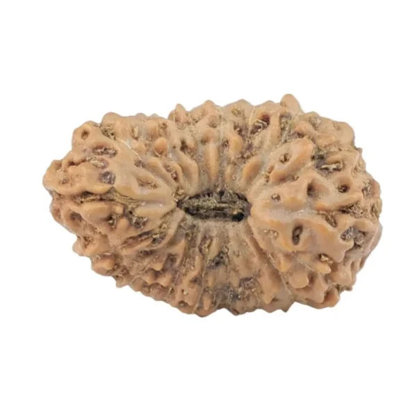 17 Mukhi Rudraksha 19.7mm 1.41gm - Rudraksha