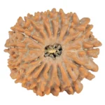 16 Mukhi Rudraksha 22.2mm 3gm - Rudraksha