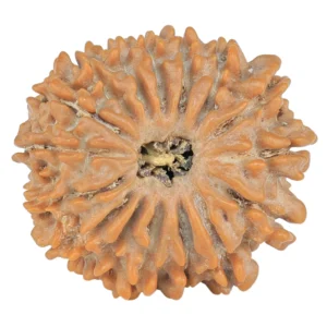 16 Mukhi Rudraksha 22.2mm 3gm - Rudraksha