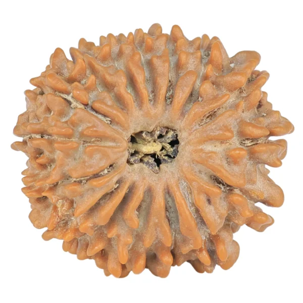 16 Mukhi Rudraksha 22.2mm 3gm - Rudraksha