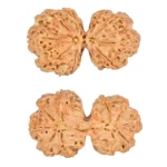 10 Mk Gaurishankar 39.9mm 8.83gm - Rudraksha