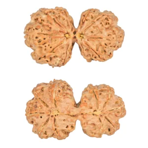10 Mk Gaurishankar 39.9mm 8.83gm - Rudraksha
