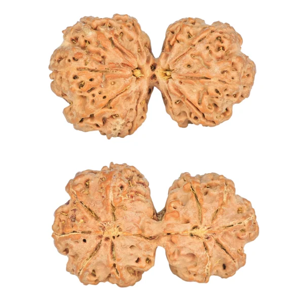 10 Mk Gaurishankar 39.9mm 8.83gm - Rudraksha