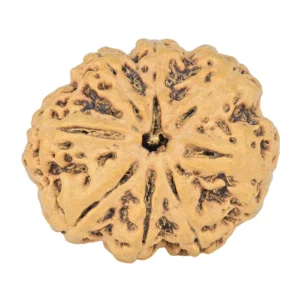 8 Mukhi Rudraksha 27.6mm 4.88gm - Rudraksha