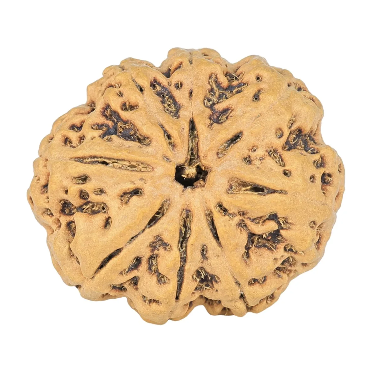 8 Mukhi Rudraksha 27.6mm 4.88gm - Rudraksha