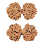 11 MK Gaurishankar 37.8mm 7gm - Rudraksha