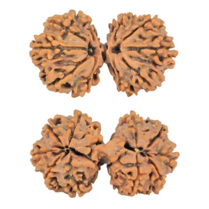 11 MK Gaurishankar 37.8mm 7gm - Rudraksha