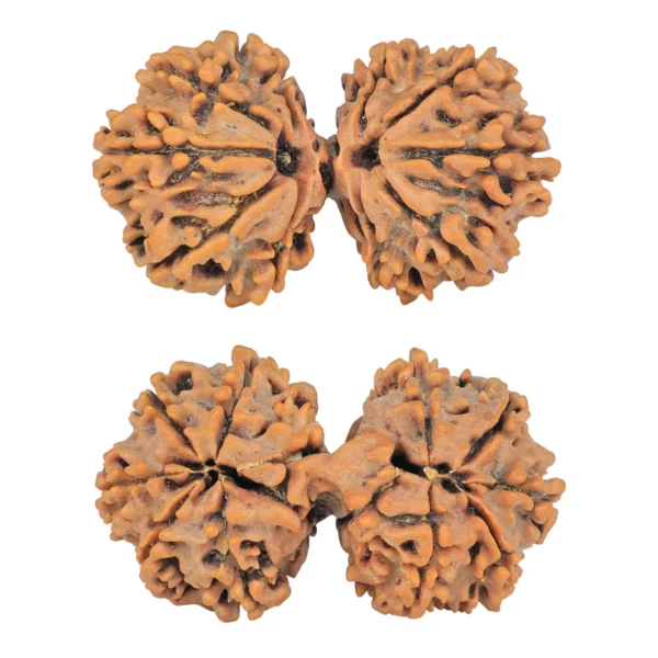 11 MK Gaurishankar 37.8mm 7gm - Rudraksha