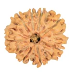 8 Mukhi Rudraksha 27.3mm 5.15gm - Rudraksha