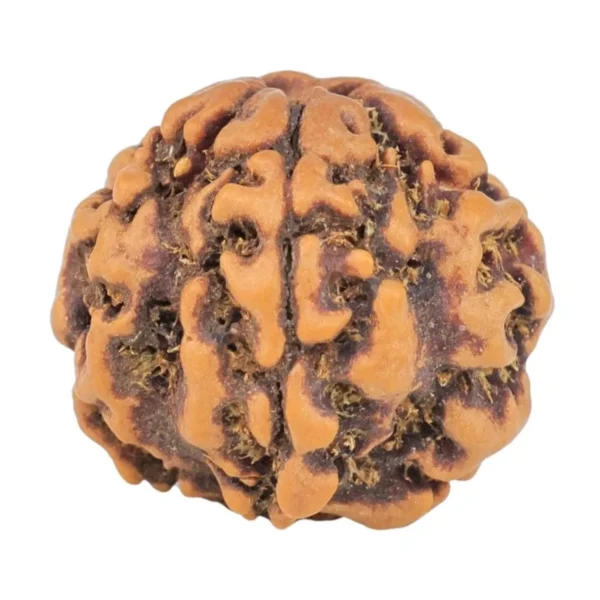 1MK(Underdeveloped) 19.6mm 2.89gm - Rudraksha